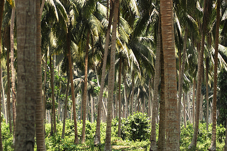 troopikas, loodus, Palm puud, maastik