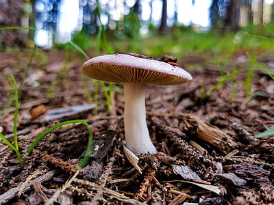 mushroom, forest, terry, fungus, edible mushroom, toadstool, nature