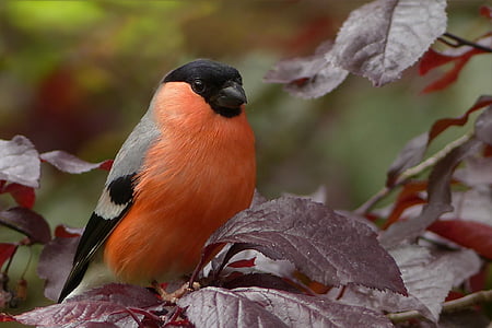 animal, bird, bullfinch, close-up, leaves, perched