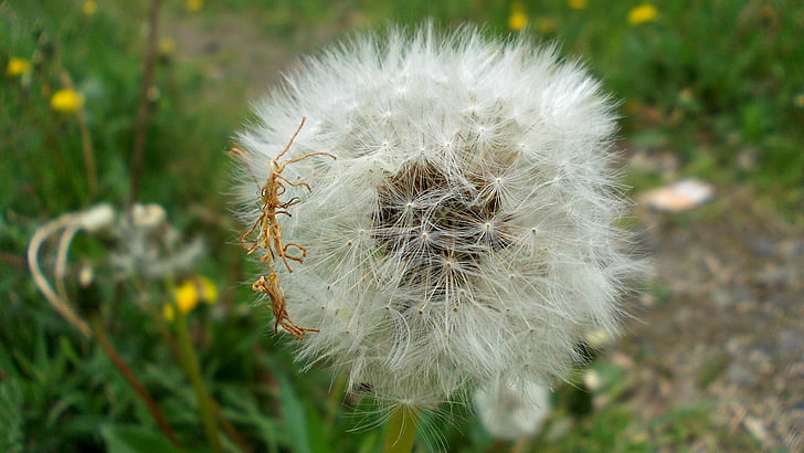 dandelion, macro, seeds, wind, the delicacy