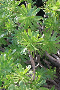 Verol, verode, endemik, Kepulauan Canary, Tenerife