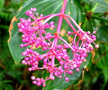 merah muda mekar, Taman Botani, alam, tanaman, Flora