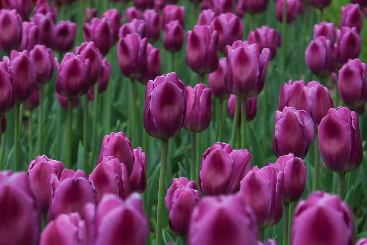 tulipány, tráva, kvety, jar, krása, fialová