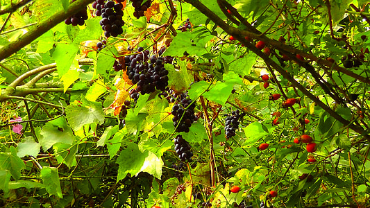 wild grapes, rose hip, sweet, red grapes, grapes, wild growth, green