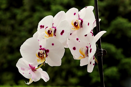 orchidėjos, žiedų, žydėti, gėlė