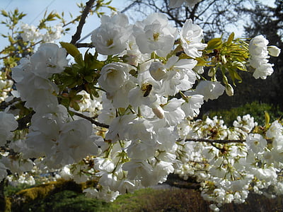 Cherry, träd, Blossoms, Bee, insekt, trädgård, våren