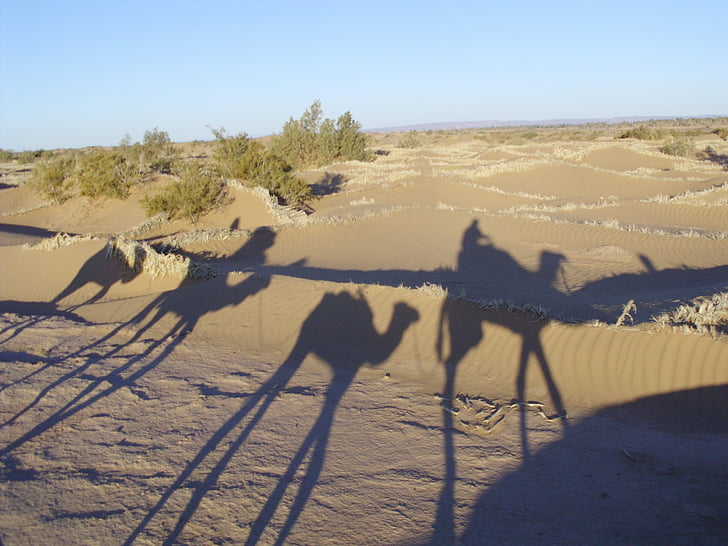 Sahara, Marokko, woestijn, onvruchtbaar, zand, hete, kamelen