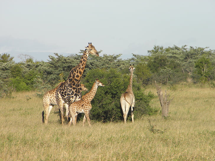 žirafa, Afrika, Příroda, volně žijící zvířata, zvíře, Safari, Africká