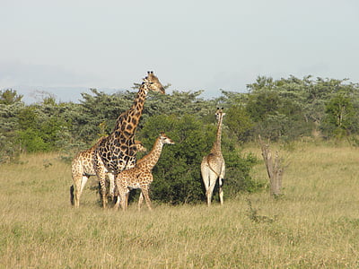 žirafa, Afrika, priroda, biljni i životinjski svijet, životinja, Safari, Afrička