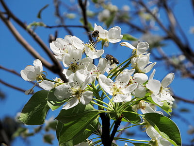 pear, flower, bee, spring, nature, bee on flower