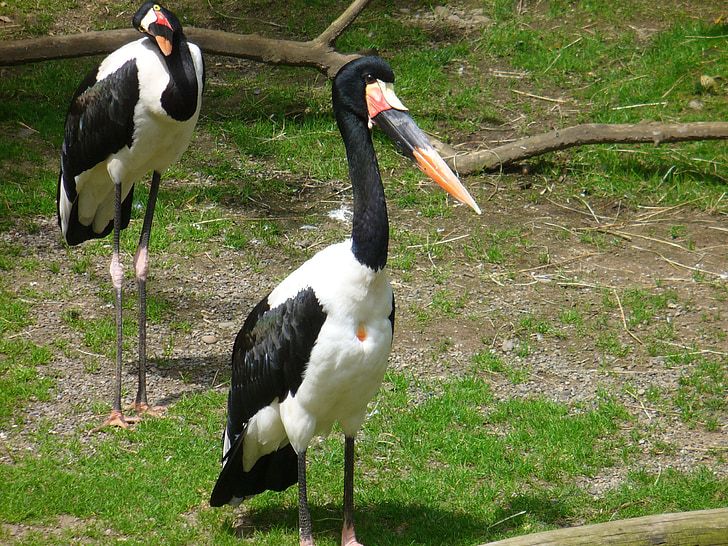 abdims stork, Stork, fugl, Wildlife, natur, dyr, abdims