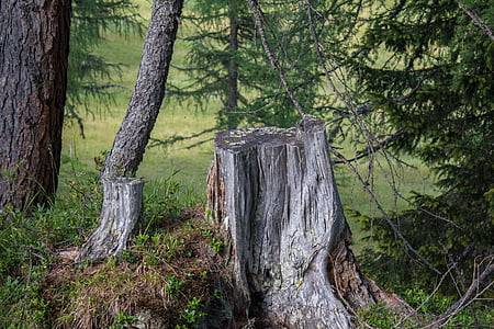 forest, tree stump, moss, nature, green, wood, log