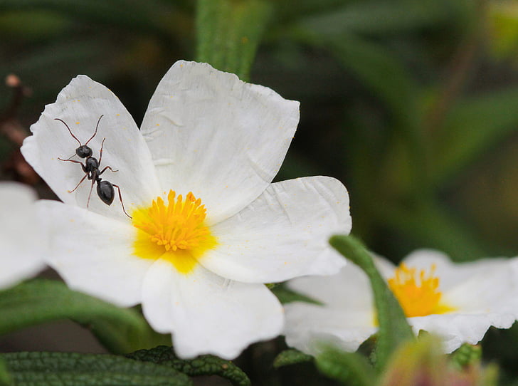 hormiga, Cistus, flores, insectos, naturaleza, flor, Close-up