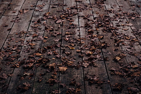 szárított, levelek, barna, fa, panel, levél, őszi
