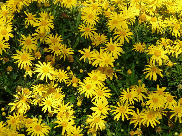Gold eye stokrotka, strauchmargerite żółty, Argyranthemum frutescens, drzewo stokrotka, Marguerite, żółty, kwiat