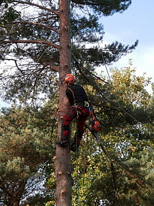 tree logger, chainsaw, forestry, tree, outdoors, tree Surgeon, men