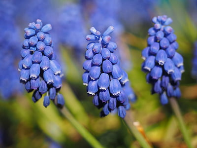 muscari, common grape hyacinth, blossom, bloom, flower, blue, hyacinth