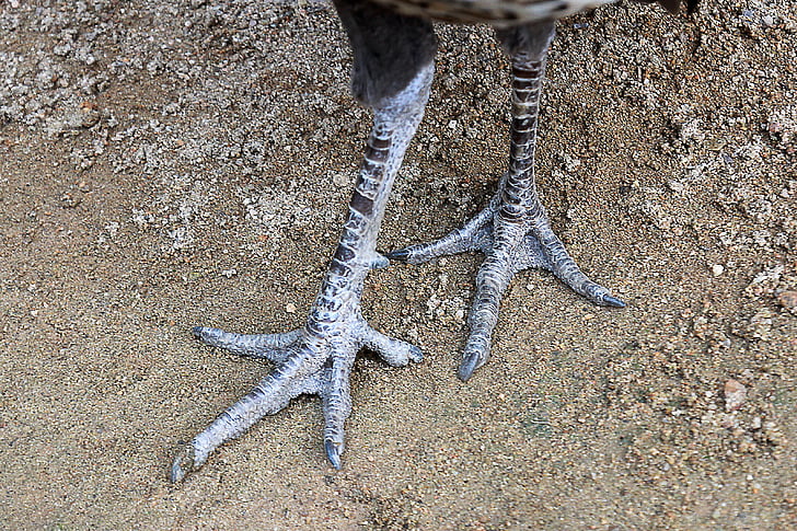 toe, claws, foot, animal, wildlife, peacock, bird