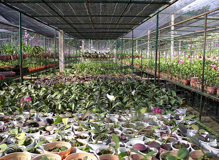 kasvuhoonegaaside, orhideed, külv, taimed, keskkond, talu, taim