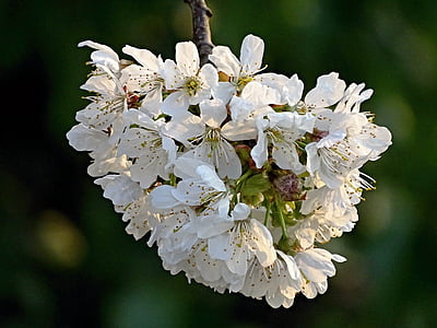 fiore di ciliegio, ciliegia, primavera, fiori, natura, Blossom, albero da frutto