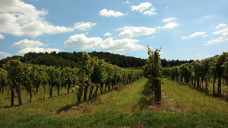 vineyard, sky, vegetation, green