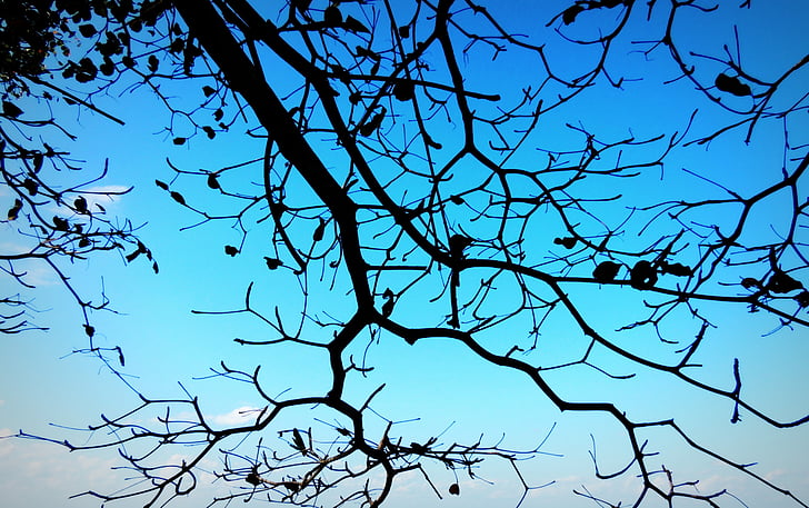 cabang, biru, langit, pohon, alam, siluet, kayu
