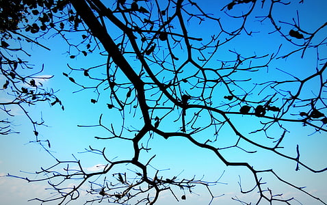 branch, blue, sky, tree, nature, silhouette, wood