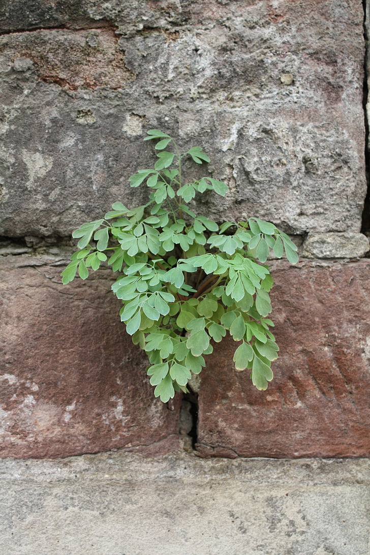 шибой, растителна, стена растение, каменна Градина, стена, Блосъм, Блум