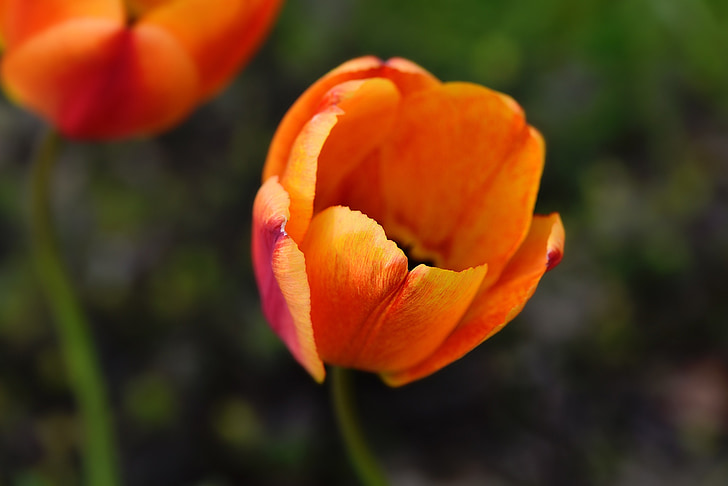 Tulip, flor, flor, floración, naranja, flor de primavera, schnittblume