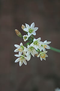 flowers, garlic, small, white, dainty, buds, stem