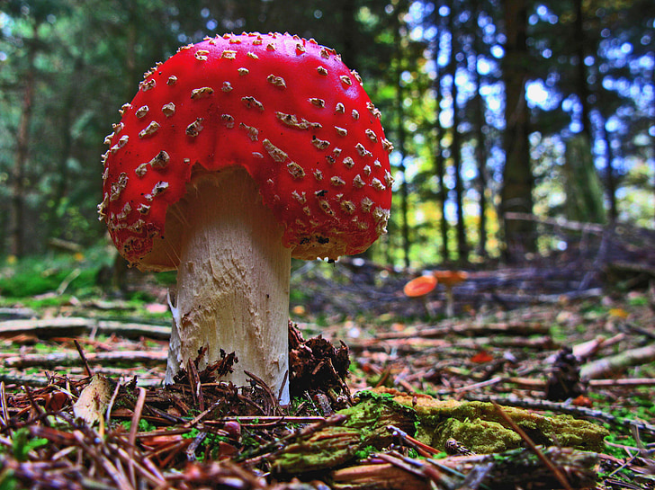 fly agaric, mushroom, forest, nature, red fly agaric mushroom