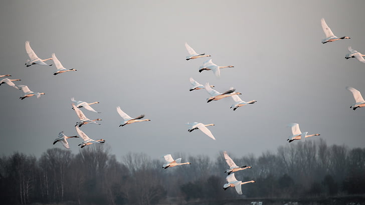 flight, swans, birds, fog, slurry, grey, flying