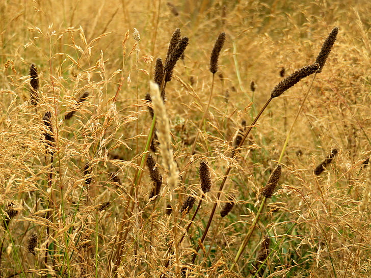 rumput, emas, musim panas
