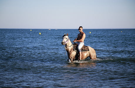 sea ​​horse, bathing, jumper, mane, shoe, horsehair, equine