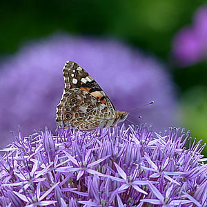 serangga, kupu-kupu, musim panas, bunga, ungu, satu binatang, hewan di alam liar