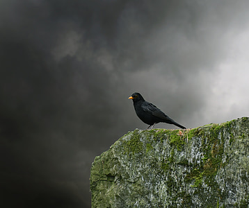 Черный дрозд, птица, Певчая птица, черный, животное, птицы, Черная птица