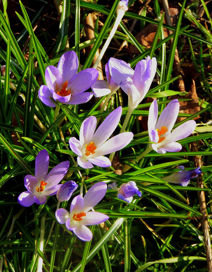 Crocus, flores, flor de primavera, frühlingsanfang, púrpura, marzo, cerrar
