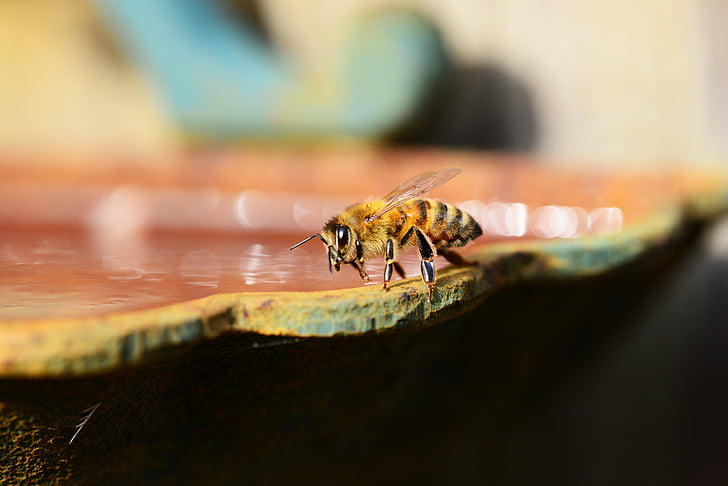 Honig, Biene, Wasser, Buckfast, Insekt, Honigbiene, Flügel