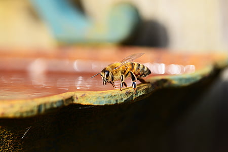 honung, Bee, vatten, Buckfast, insekt, honungsbiet, vingar
