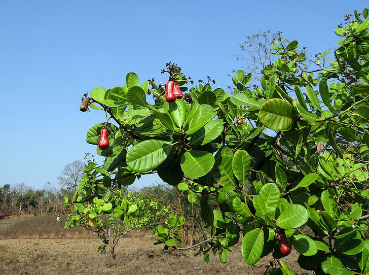 cashew-pähkinät, hedelmät, puu, Anacardiaceae, Mango perhe, kypsä, punainen