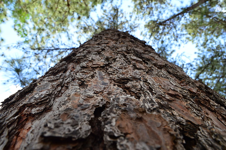 tronc, arbre, fusta, natura, Brasil