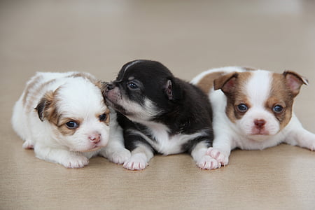 Chihuahua, hunden, kjæledyr, rase, dukke, dyr, søt