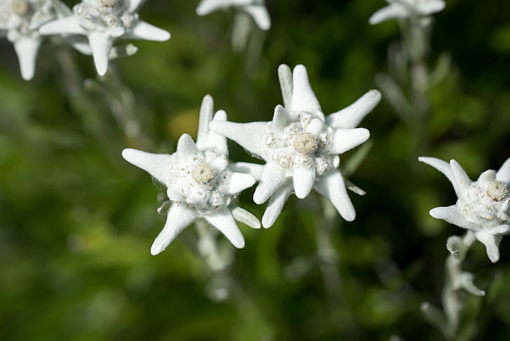Edelweiss, Leontopodium microdochium, korblütler, Puszyste, roślina, Natura, Zamknij