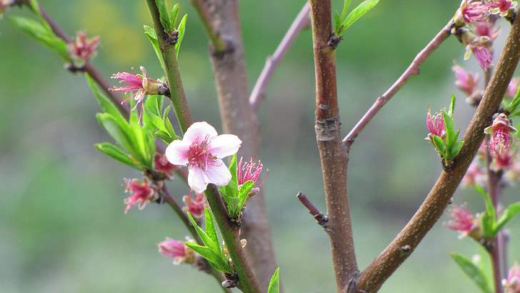 bunga, pohon, musim semi, setangkai, Persik, Hot pink