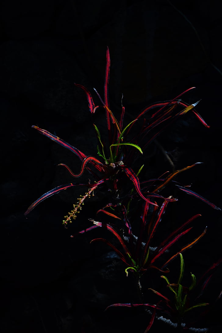 Croton, planta, escuro, à noite, luz, tropical, exóticas