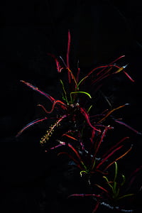 Croton, növény, sötét, éjszaka, fény, trópusi, egzotikus