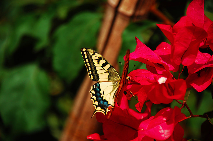 papallona, insecte, colors, flor, groc, natura