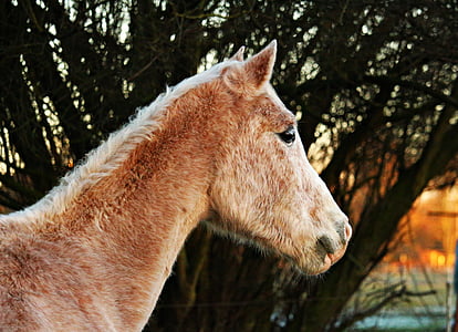 horse, horse head, mold, roan, thoroughbred arabian, pasture, coupling