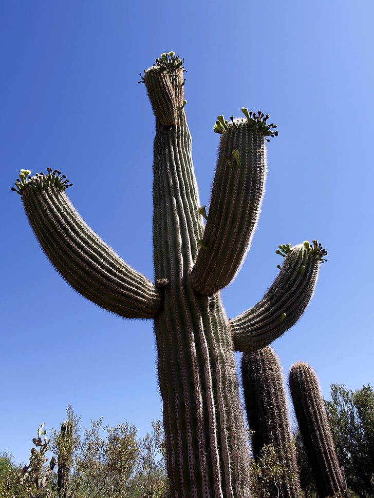 kaktus, velikan, puščava, modra, nebo, narave, rastlin