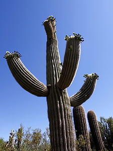 Cactus, gigante, deserto, blu, cielo, natura, pianta